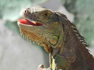 open mouthed iguana