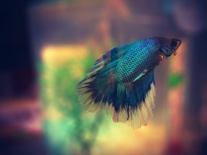 fish-622993_1280